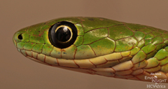 Bequaert's Green Snake photo 2