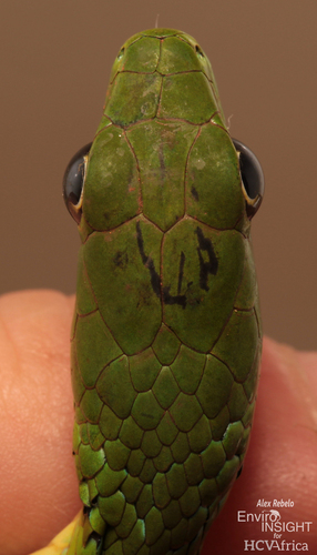 Bequaert's Green Snake
