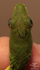 Bequaert's Green Snake photo 3