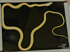 Bequaert's Green Snake photo 5