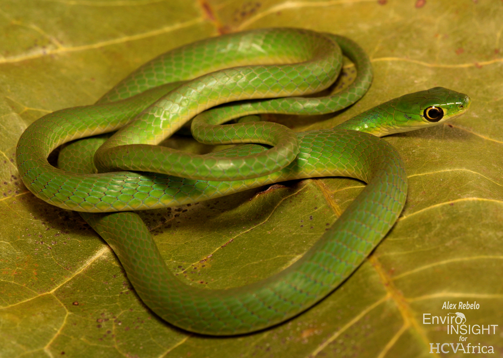 Slender Green Snake from Mt Kei Forest Reserve -N3, Koboko district on ...