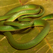 Slender Green Snake - Photo (c) Alex Rebelo, some rights reserved (CC BY-NC), uploaded by Alex Rebelo