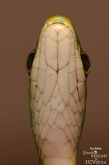 Slender Green Snake photo 5