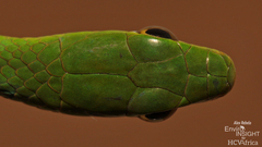 Slender Green Snake photo 4