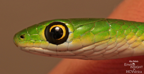 Slender Green Snake