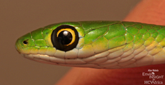 Slender Green Snake photo 3