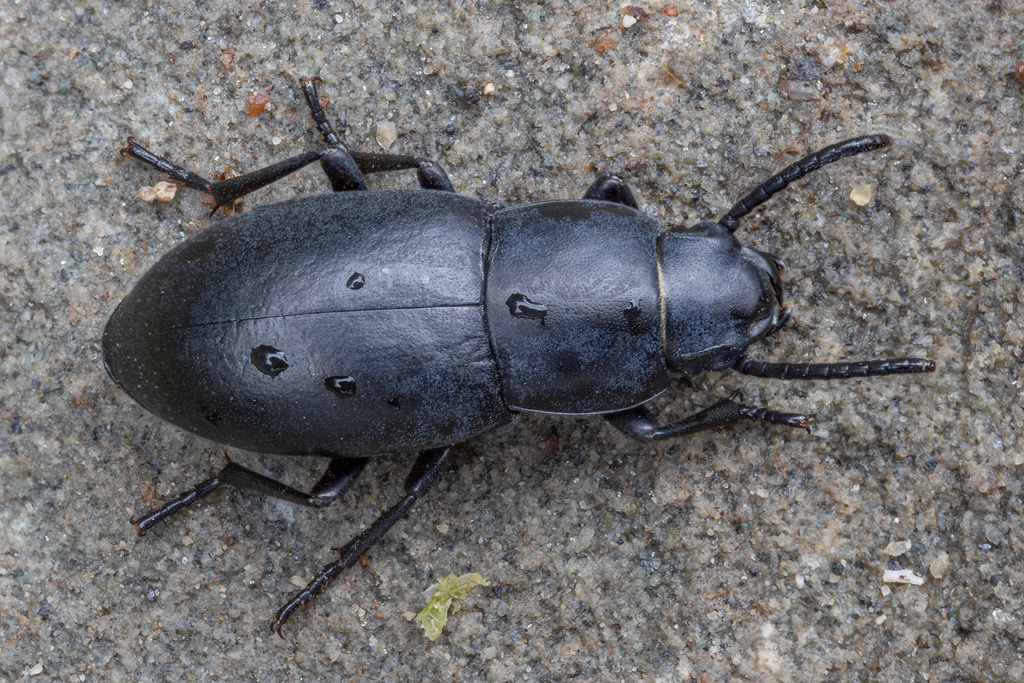 Dailognatha caraboides