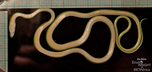 Slender Green Snake