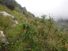 Rhytidophyllum auriculatum