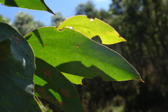 Eucalyptus stellulata