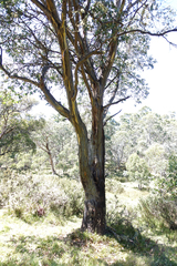 Eucalyptus stellulata
