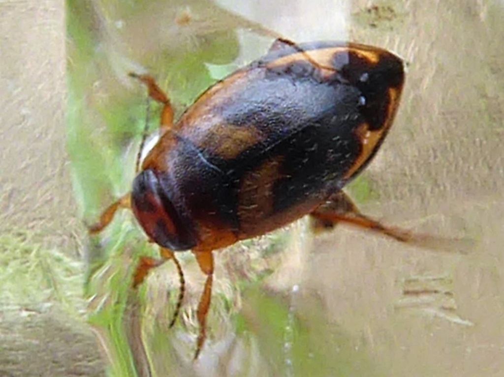 Hydroporus palustris from Kranzberg, Deutschland on April 24, 2023 at