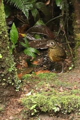 Grallaria haplonota