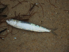 Sardina pilchardus