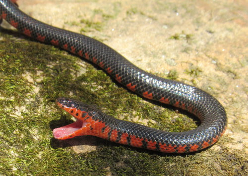 Mudsnake