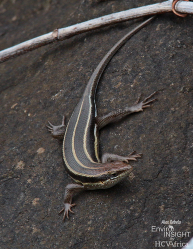 African Five-lined Skink