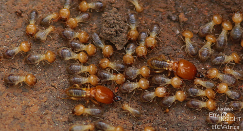 Macrotermes bellicosus