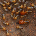 Macrotermes bellicosus - Photo (c) Alex Rebelo, some rights reserved (CC BY-NC), uploaded by Alex Rebelo