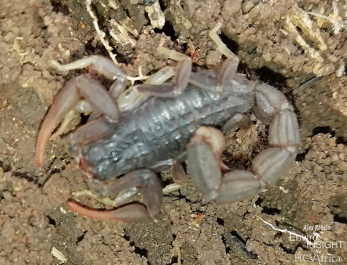 Hottentotta ugandaensis