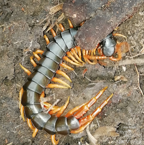 African Giant Centipede