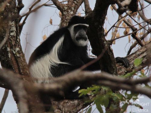 Western Guereza