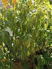 Sanchezia tigrina image