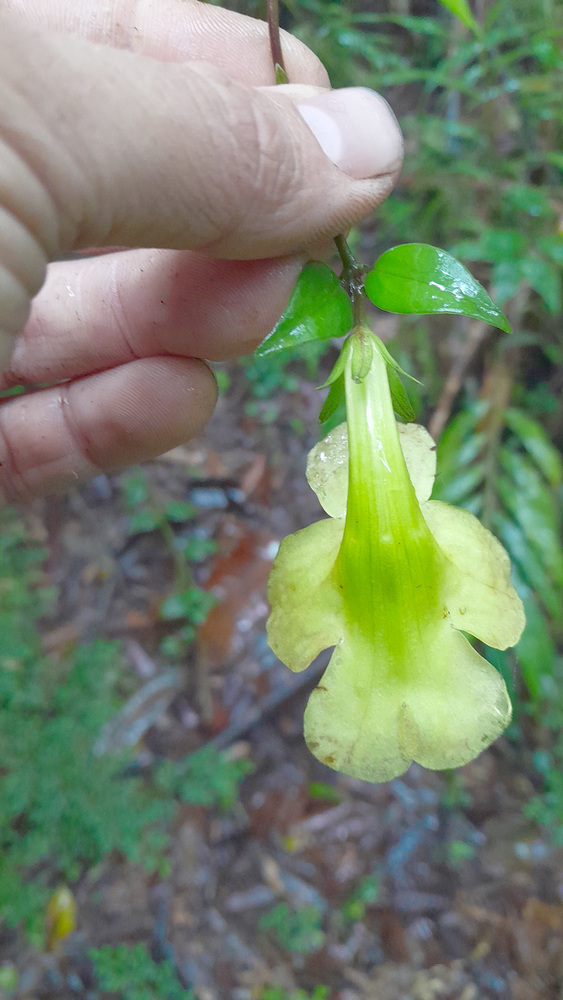 Aeschynanthus batesii Mendum 2
