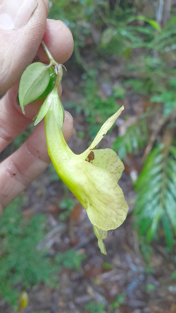 Aeschynanthus batesii Mendum 3