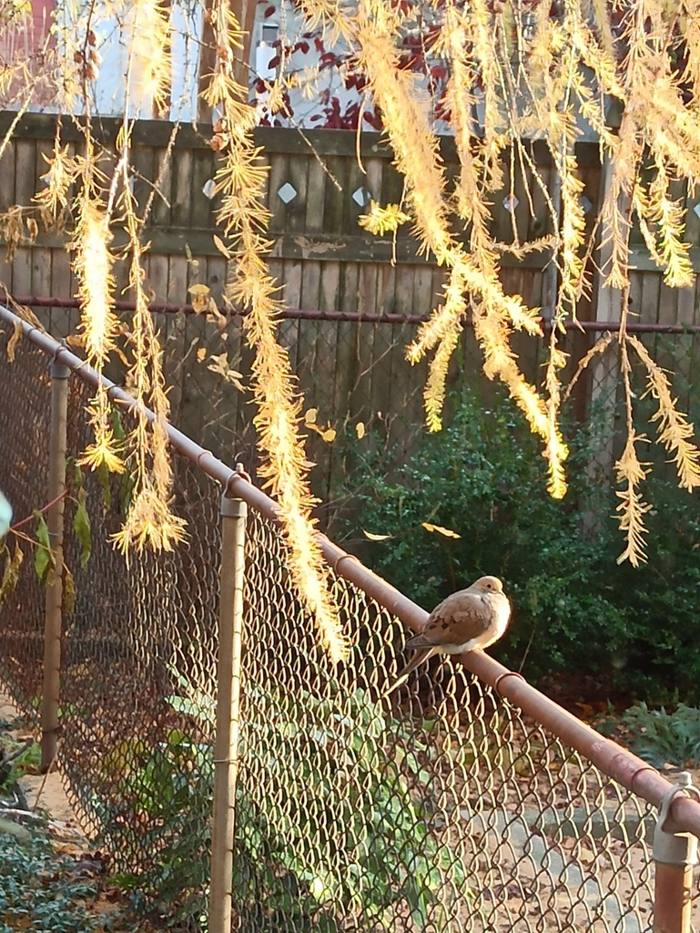 Mourning Dove from Kensington, Brooklyn, NY, USA on November 30, 2023