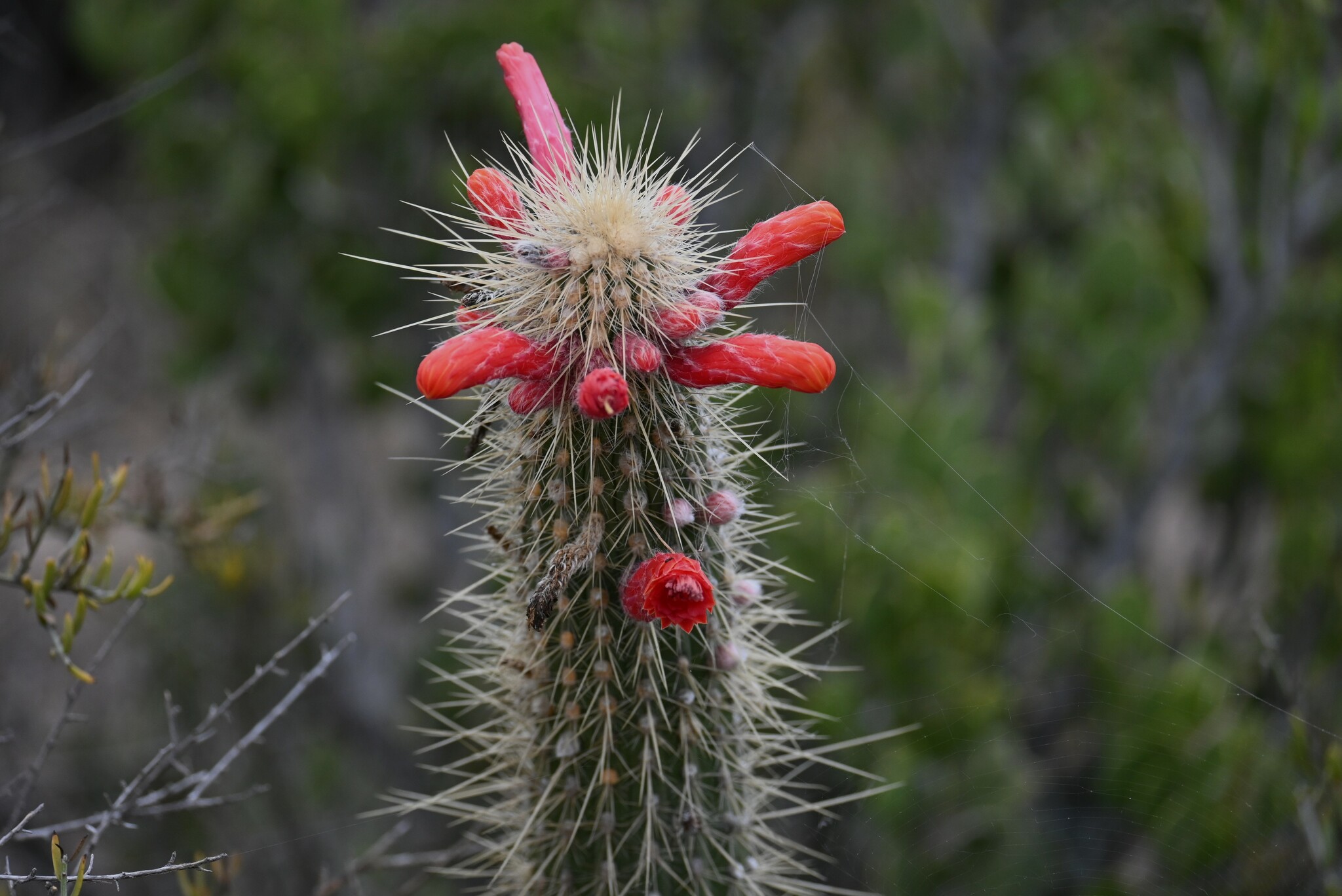 Cleistocactus baumannii