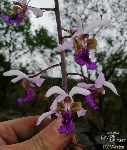 Eulophia cristata