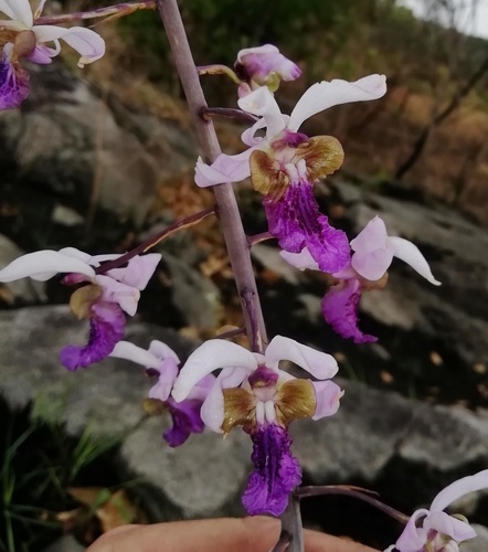 Eulophia cristata