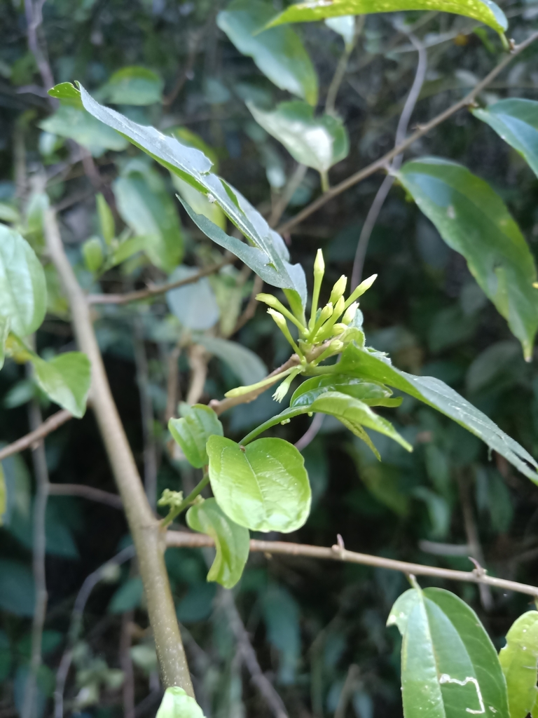 Cestrum latifolium (Cestrum latifolium)