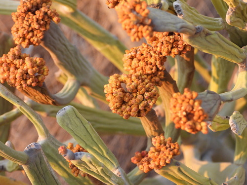 Euphorbia xylophylloides, photograph 5