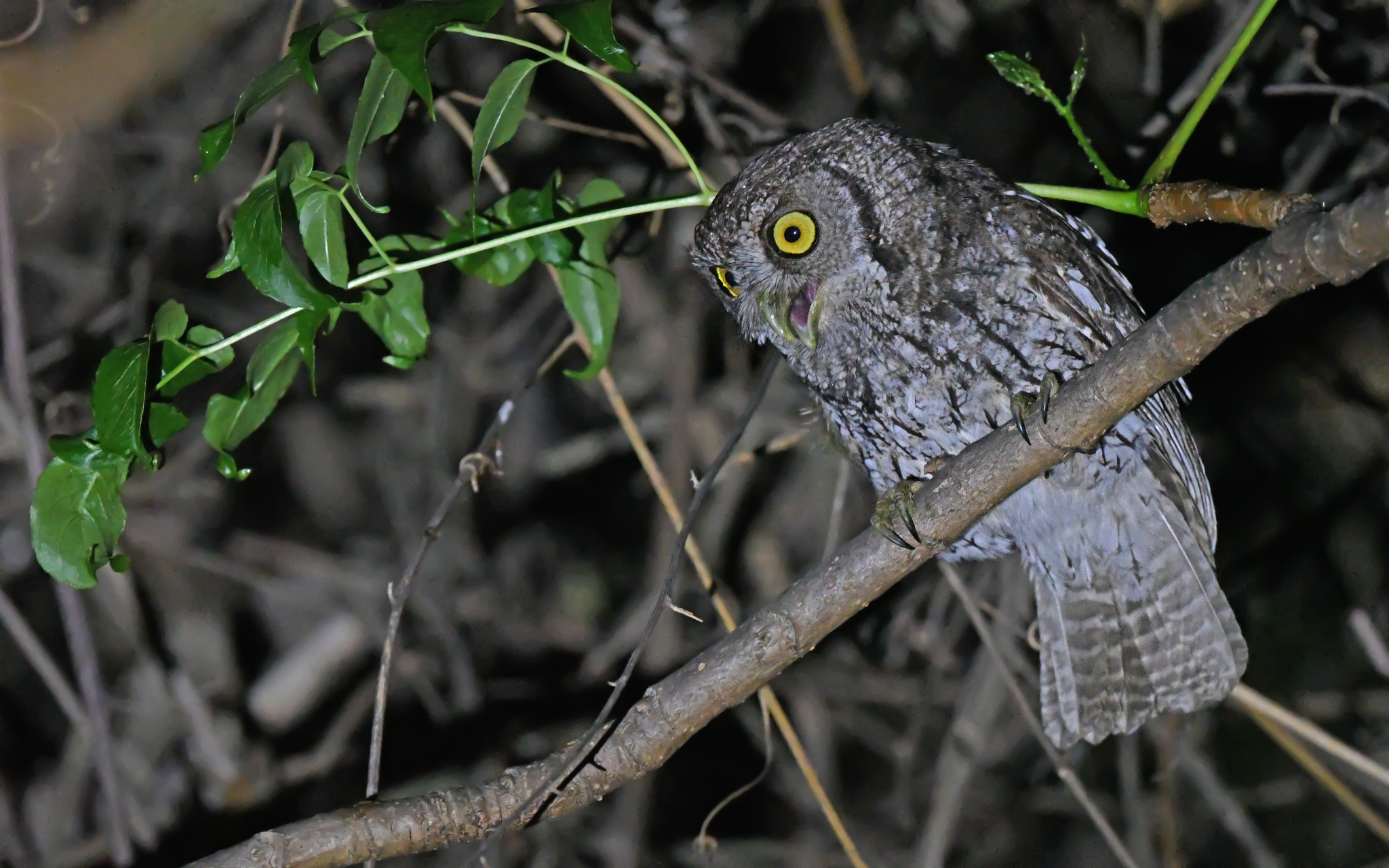 Koepcke's Screech-Owl illustration