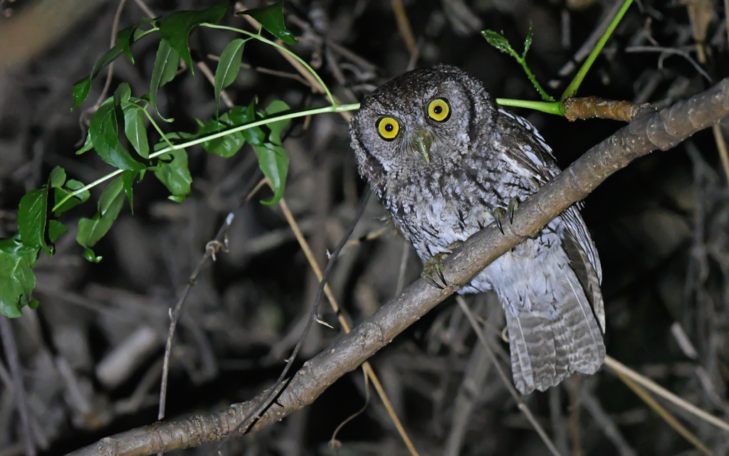 Koepcke's Screech-Owl (Apurimac)