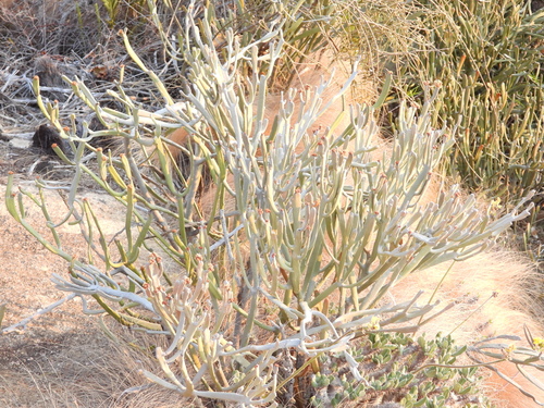 Euphorbia xylophylloides, photograph 4