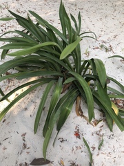 Hymenocallis littoralis