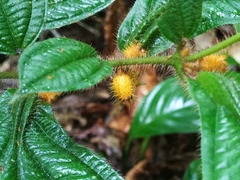 Firestick Plant (Maieta)