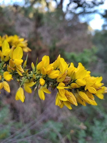 Ulex borgiae
