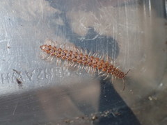 Harpogonopus confluentus