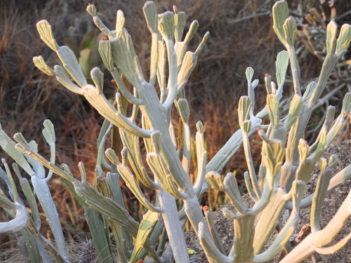 Euphorbia xylophylloides, photograph 6