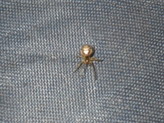 Zygiella x-notata