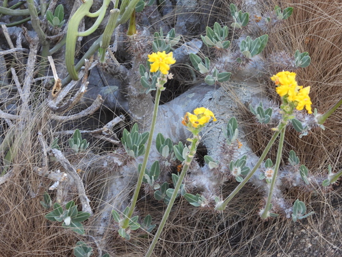 Pachypodium densiflorum