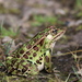 Northern Leopard Frog - Photo (c) Roland Godon, some rights reserved (CC BY), uploaded by Roland Godon