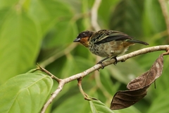 Ixothraupis rufigula