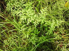 Ceratopteris pteridoides