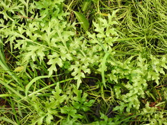 Ceratopteris pteridoides