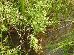 Ceratopteris pteridoides