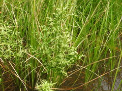 Ceratopteris pteridoides